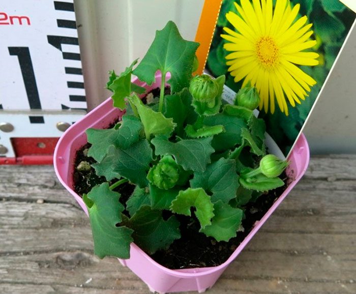 Growing doronicum from seeds