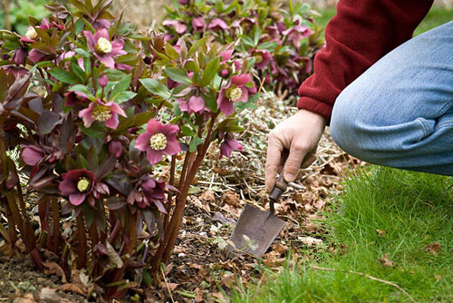Planting a hellebore in open ground
