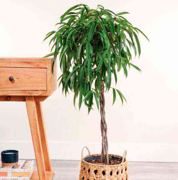 Ficus Ali (Binnendijka) care how to grow at home