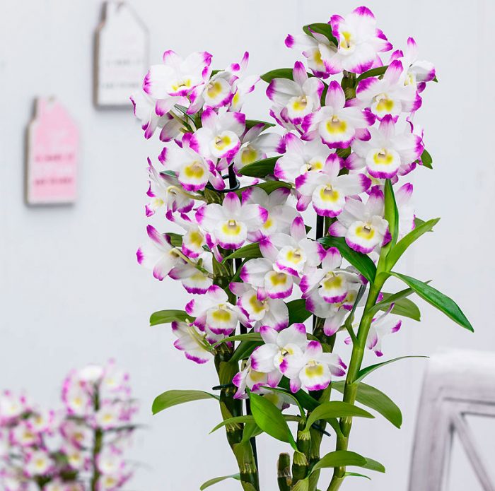 Cuidados de la orquídea Dendrobium en casa.