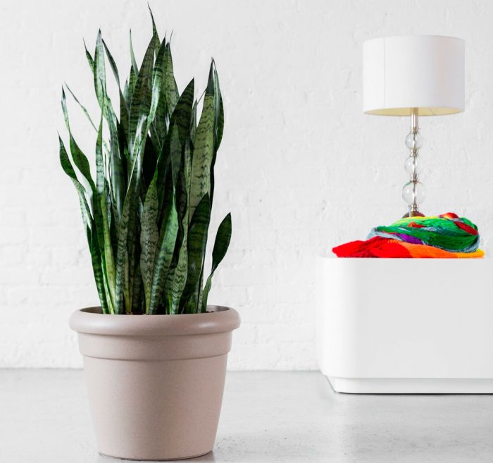 Sansevieria care at home