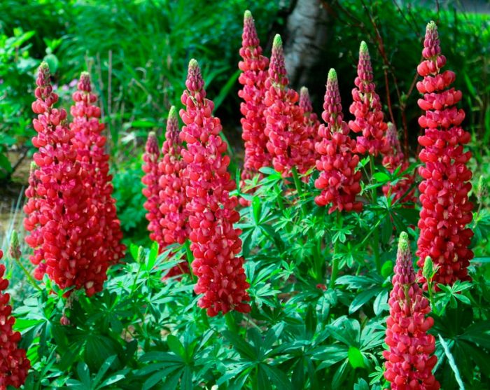 Features of lupine