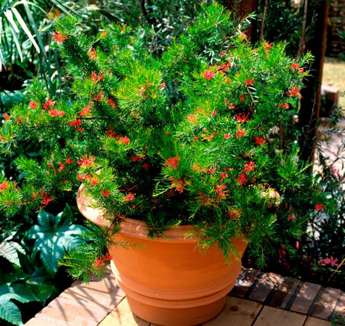 Grevillea care how to grow at home