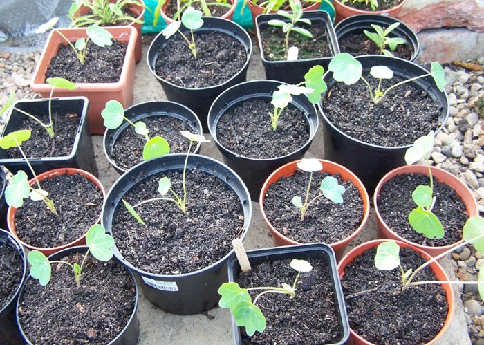 تزايد nasturtium من البذور
