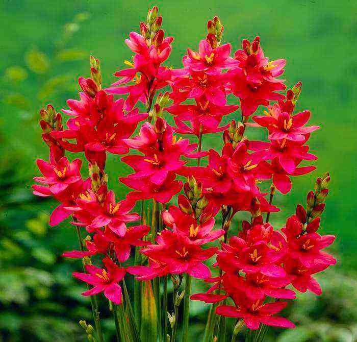 Ixia planting and care, cultivation