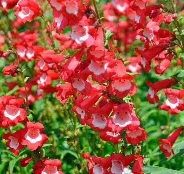 Penstemon planting and care, cultivation