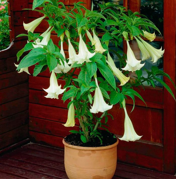 Brugmansia home,  care how to grow at home