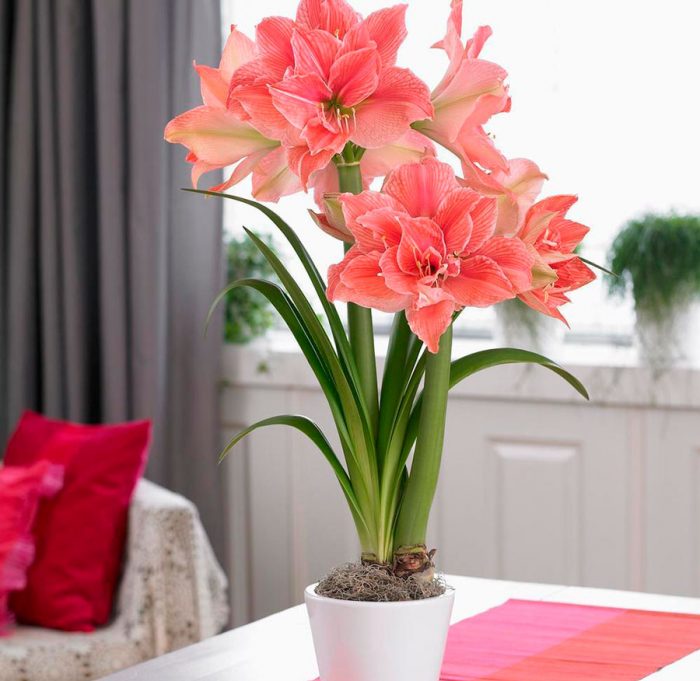 Home care for hippeastrum