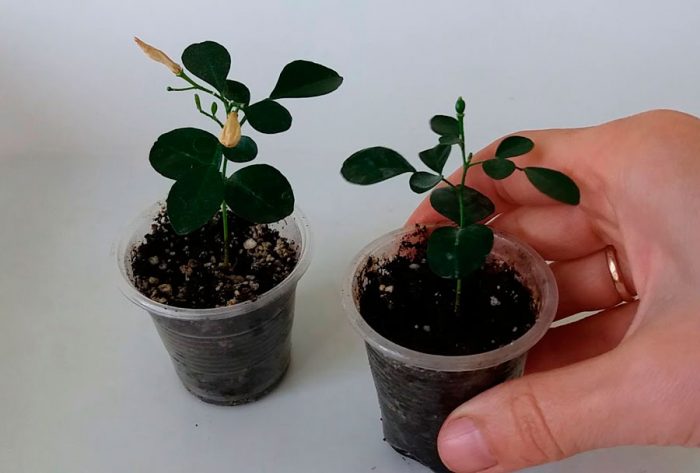 Growing muraya from seeds