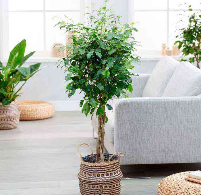 Ficus Benjamin care how to grow at home