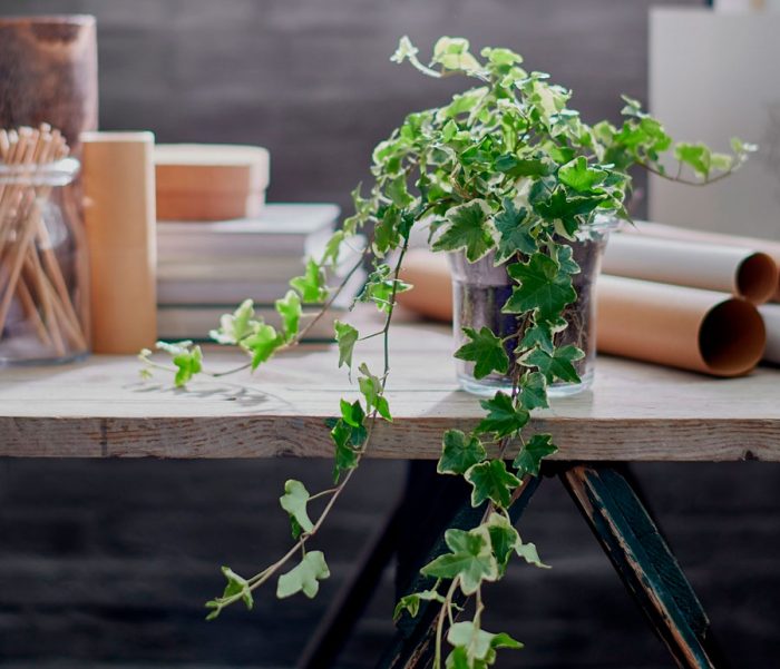 Hedera (Indoor ivy) care how to grow at home