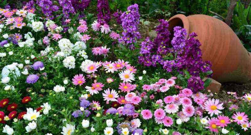 Curb flowers: choosing edging for flower beds and garden paths