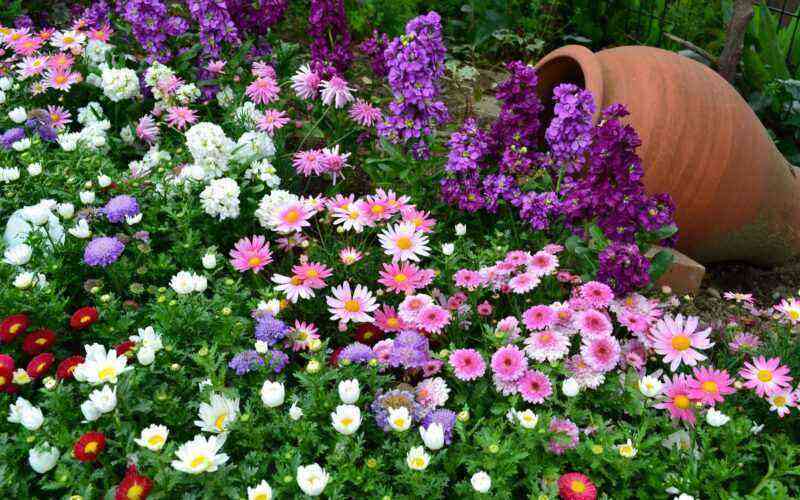 Low-growing varieties of flowers for a flower bed: a selection of the best options