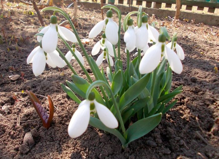 Planting snowdrops in open ground