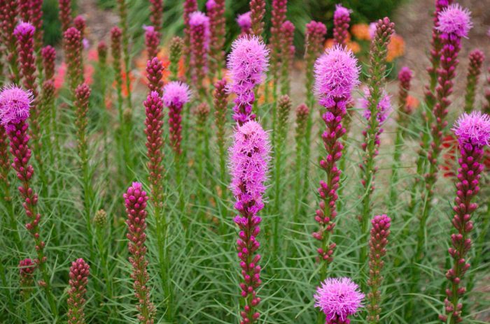 Liatris planting and care, cultivation
