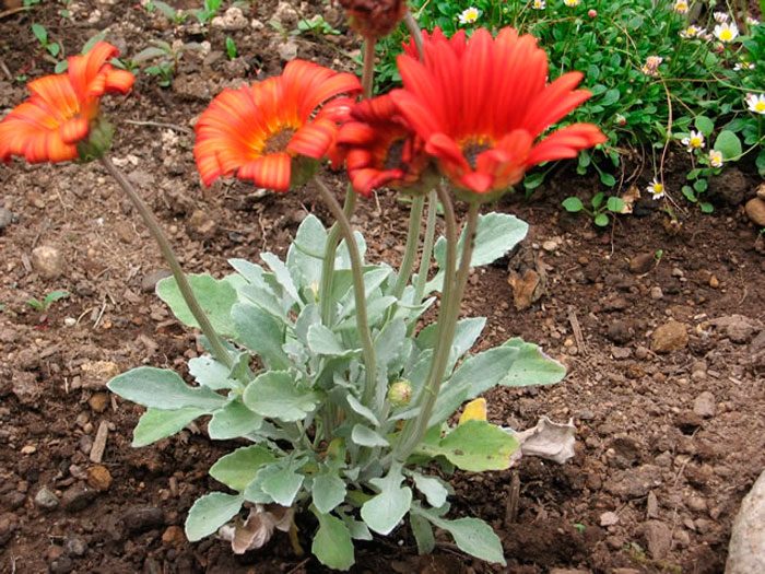How to plant arctotis in the garden