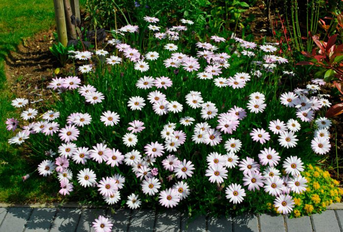 Osteospermum planting and care, cultivation