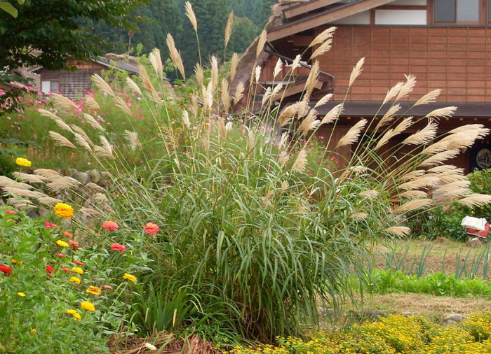 Caring for miscanthus in the garden