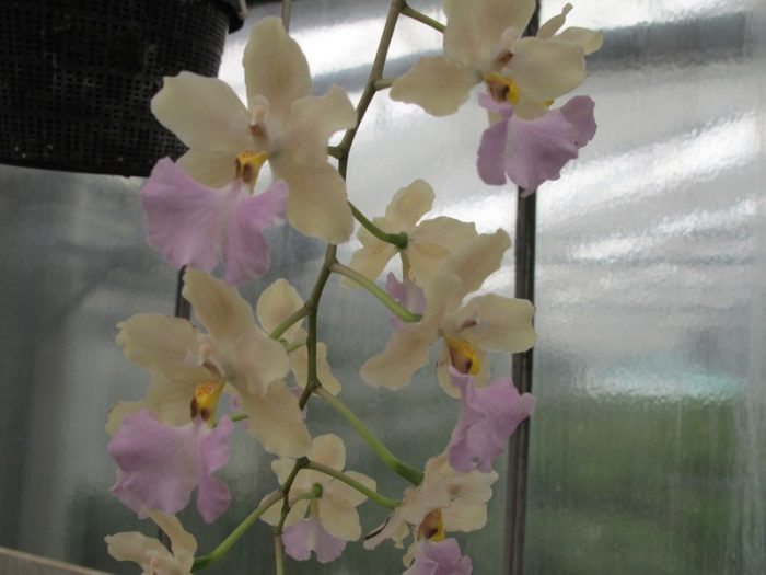 Orchid odontoglossum care how to grow at home