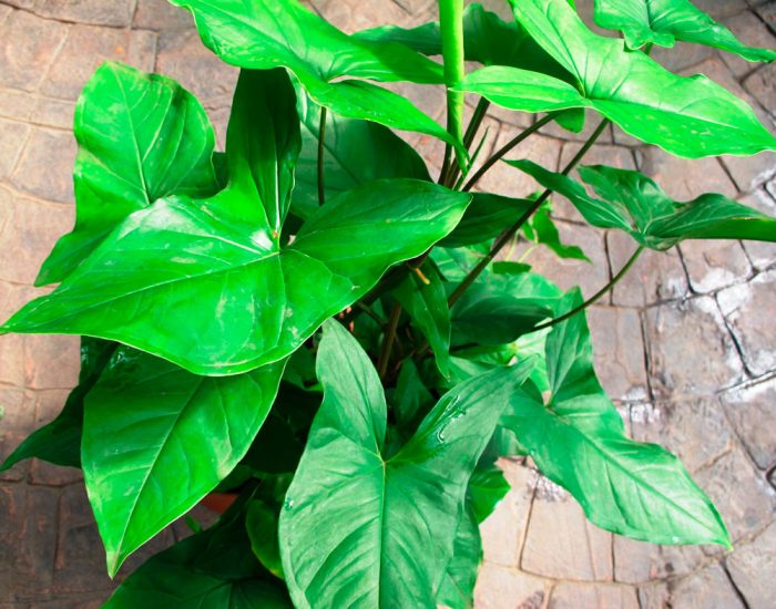 Syngonium con hojas de patas