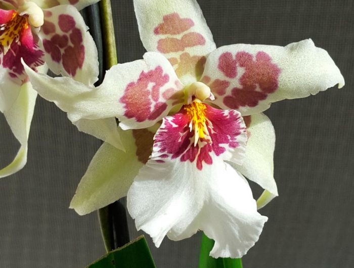 Cambria-Orchideenpflege, wie man zu Hause wächst