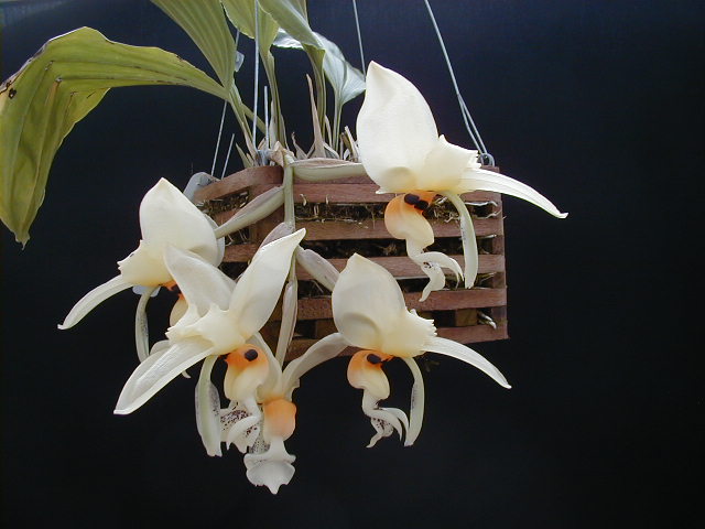 Orquídea Stangopeya cuida de como crescer em casa