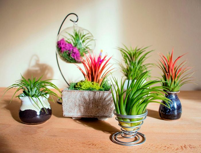 Tillandsia care how to grow at home