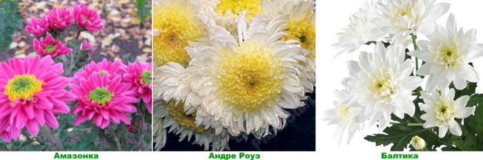 Simple chrysanthemums