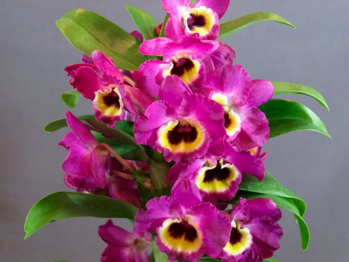 Cuidados de la orquídea Dendrobium cómo crecer en casa.