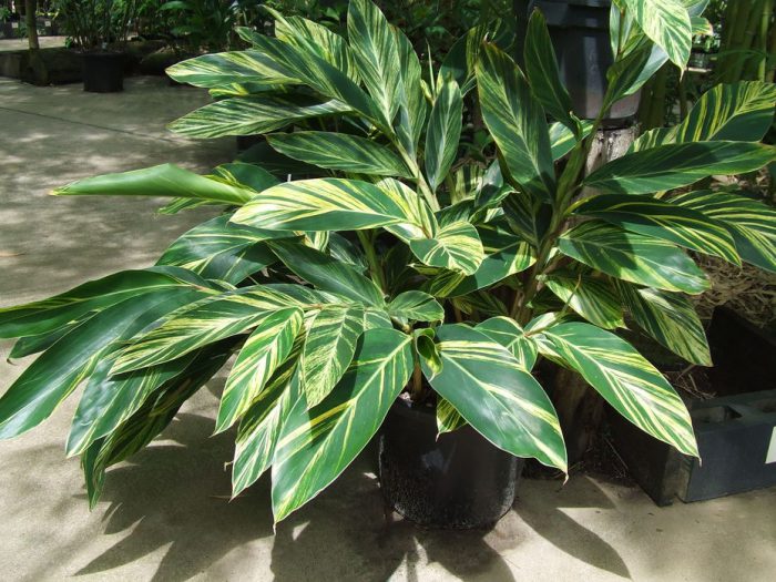 Alpinia care how to grow at home
