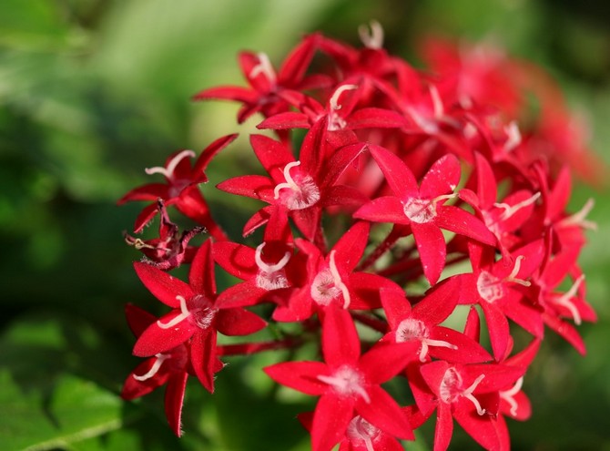 Pentas (Egyptian star) care how to grow at home