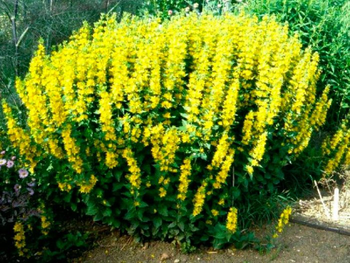 Planting loosestrife in open ground