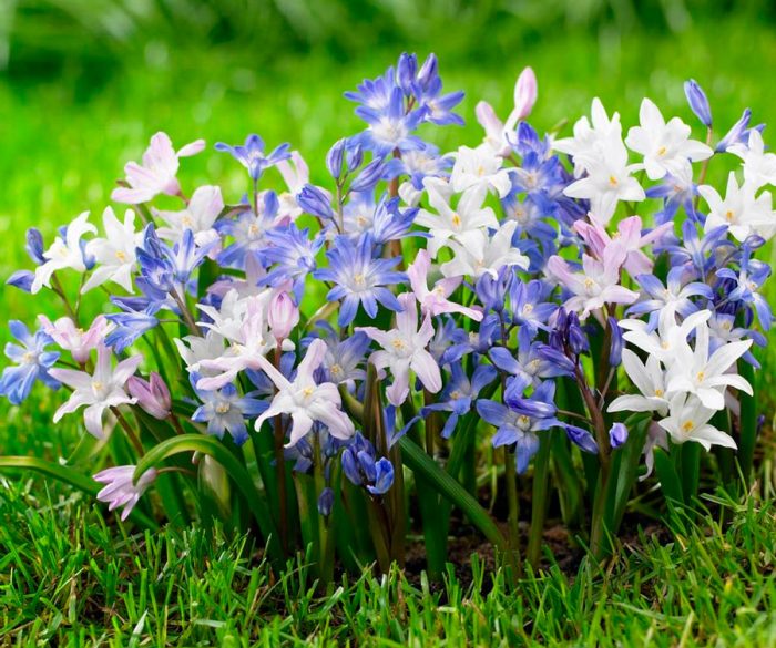 Caring for chionodox in the garden