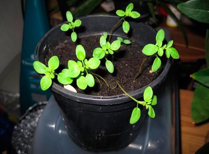 Growing cleoma from seeds