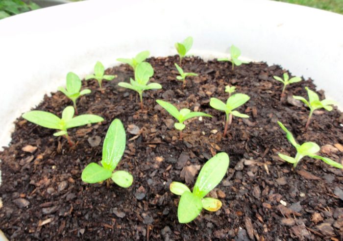 Growing zinnia from seeds