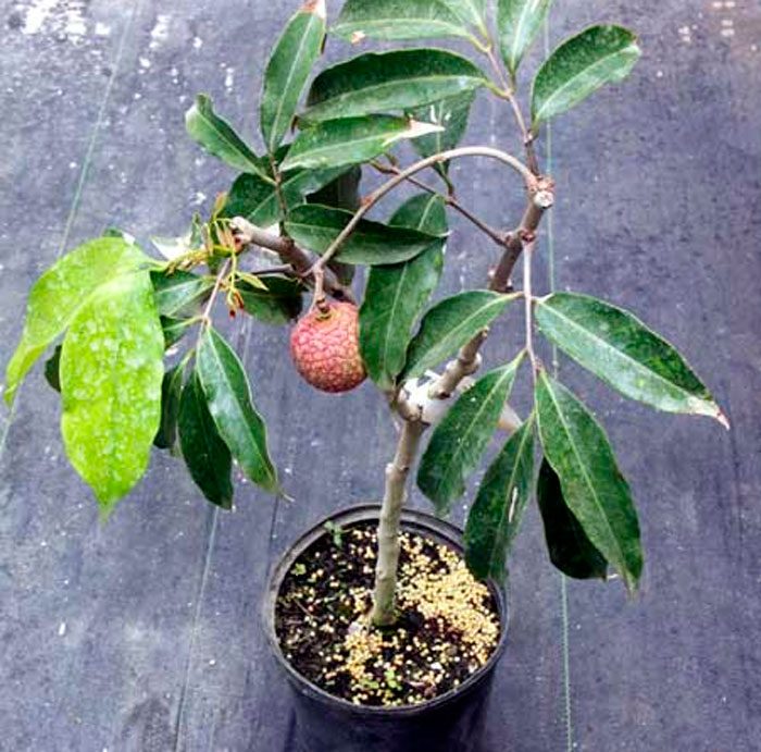 Lychee care at home