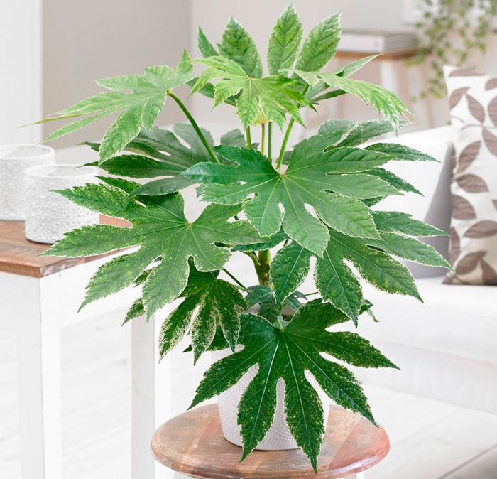 Fatsia Japanese care how to grow at home