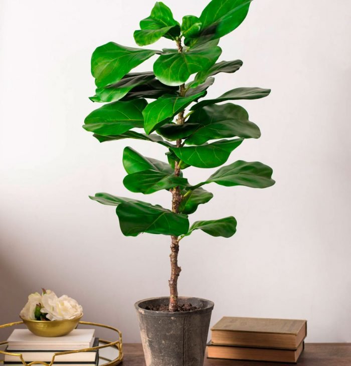 Ficus lira cuida cómo crecer en casa.