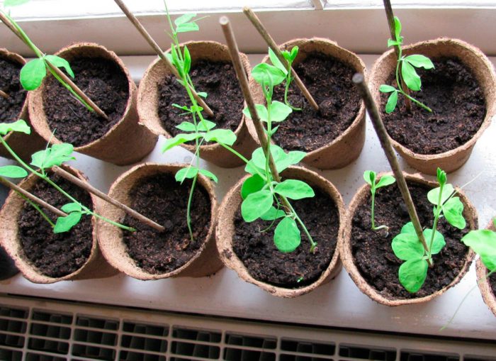 Care of seedlings