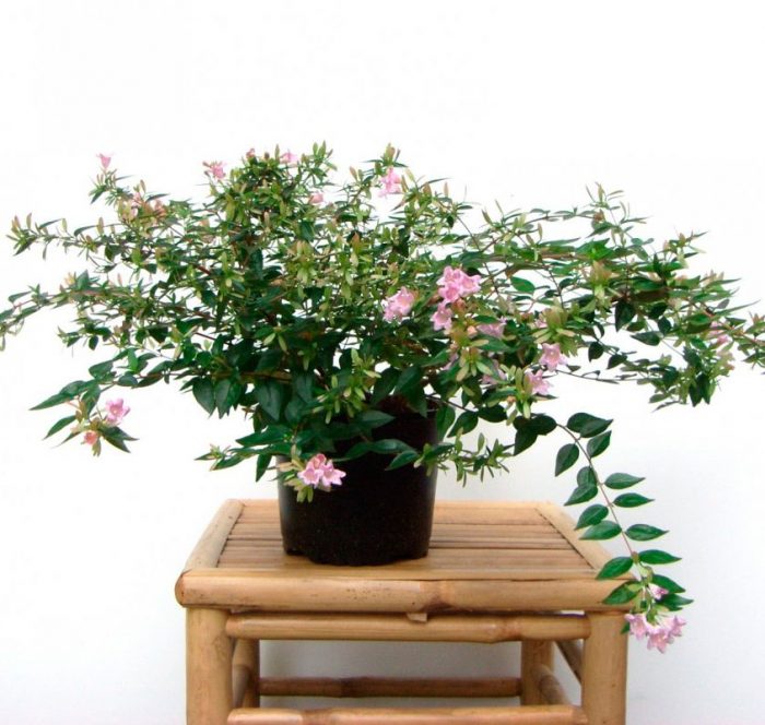Abelia care how to grow at home