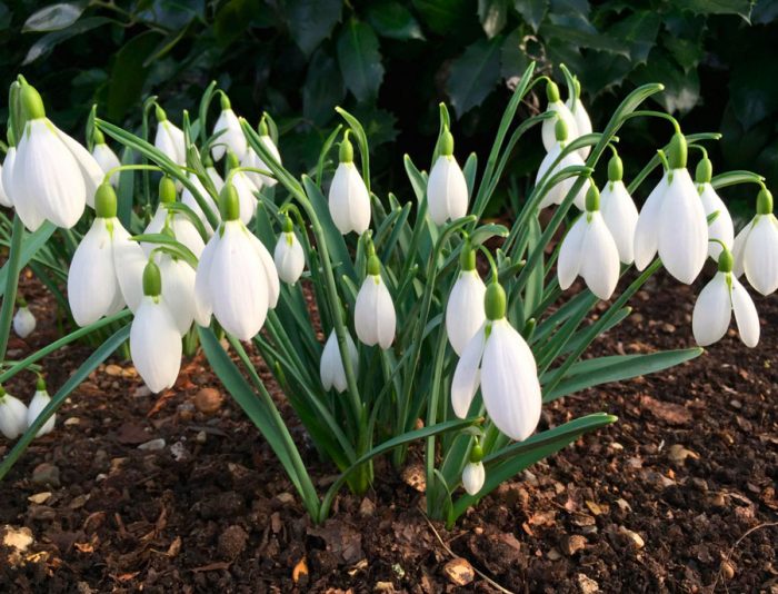 Caring for snowdrops in the garden