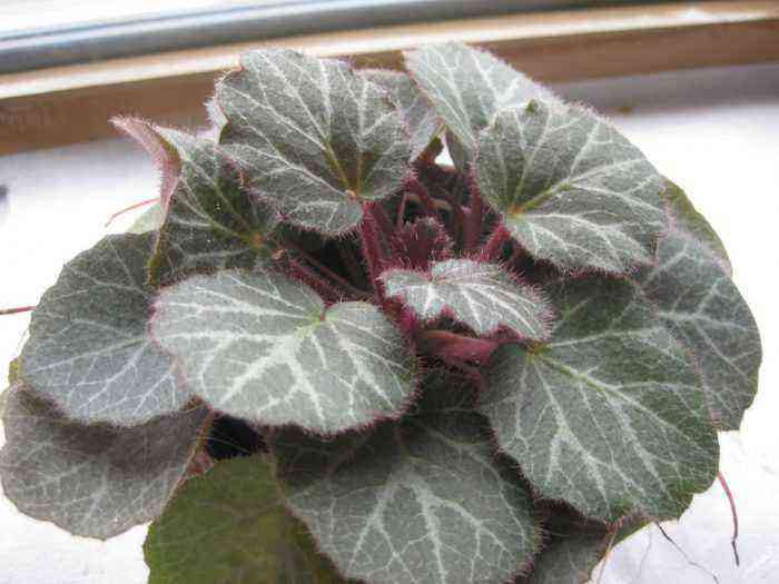 Indoor saxifrage care how to grow at home