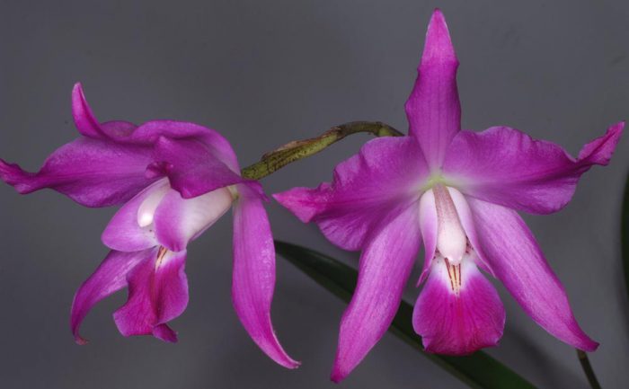 Orquídea Lelia cuida de como crescer em casa