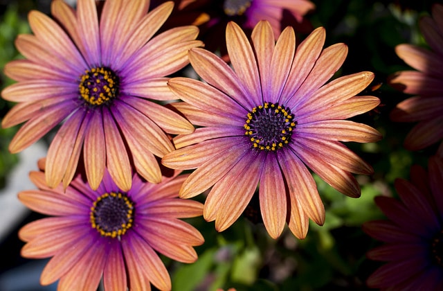Osteospermum planting and care, cultivation