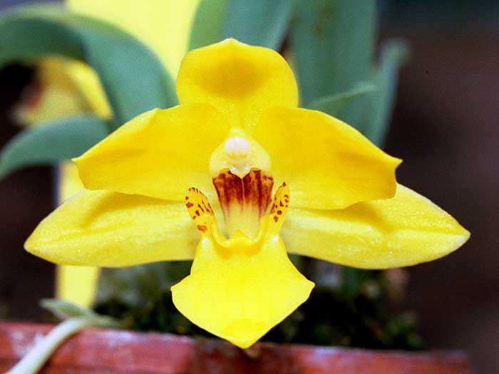 Exchange orchid care how to grow at home