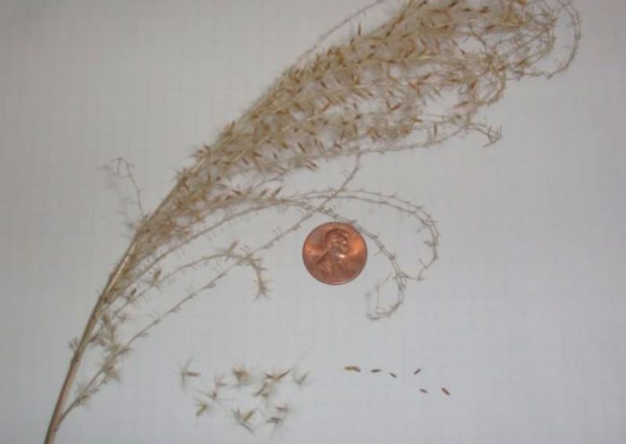 Reproduction of miscanthus