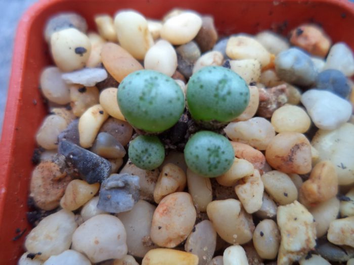 Conophytum care how to grow at home