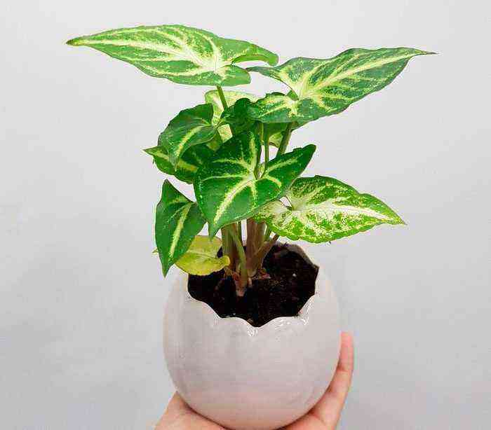 Syngonium care how to grow at home