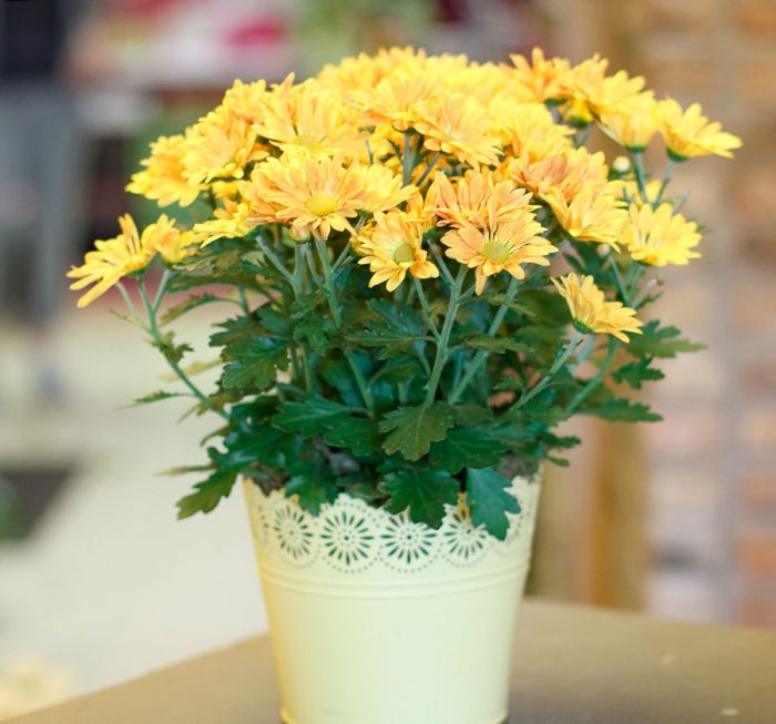 Chrysanthemum care
