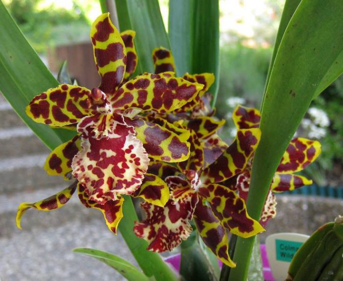 Cuidados de la orquídea Cambria cómo crecer en casa.